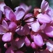 Cercis fiori