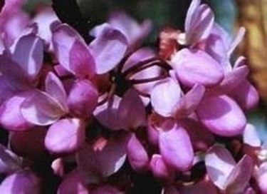 Cercis fiori