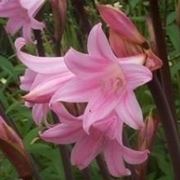 amaryllis belladonna 