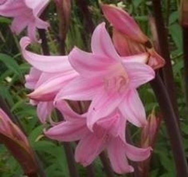 amaryllis belladonna 