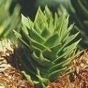 Araucaria