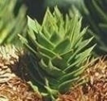 Araucaria