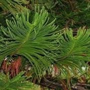 araucaria