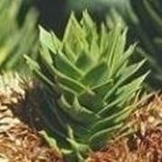 araucaria