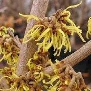 Fiori di hamamelis