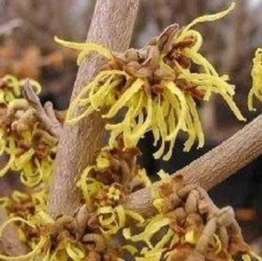 Fiori di hamamelis