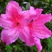 azalea