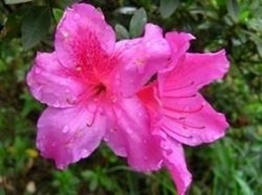 azalea