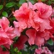 Azalea