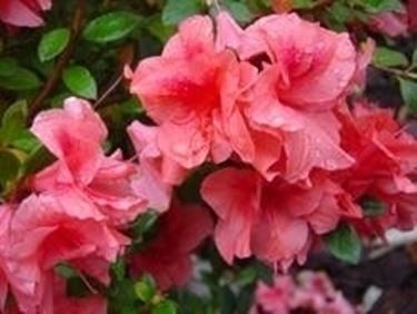 Azalea