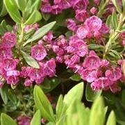 Fiori di kalmia