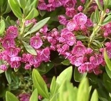 Fiori di kalmia