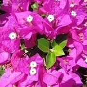 bougainvillea