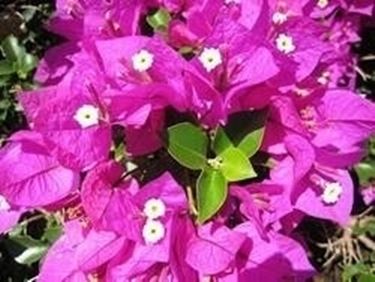 bougainvillea