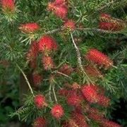 callistemon