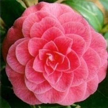 Camelia 