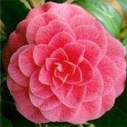 Camelia rosa