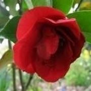 camellia japonica