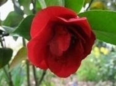 camellia japonica