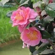 Camelia