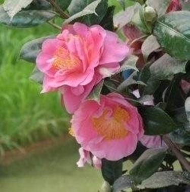 Camelia