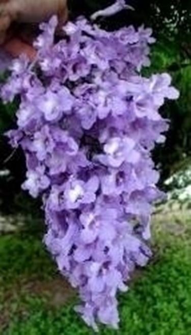 Fiori di jacaranda