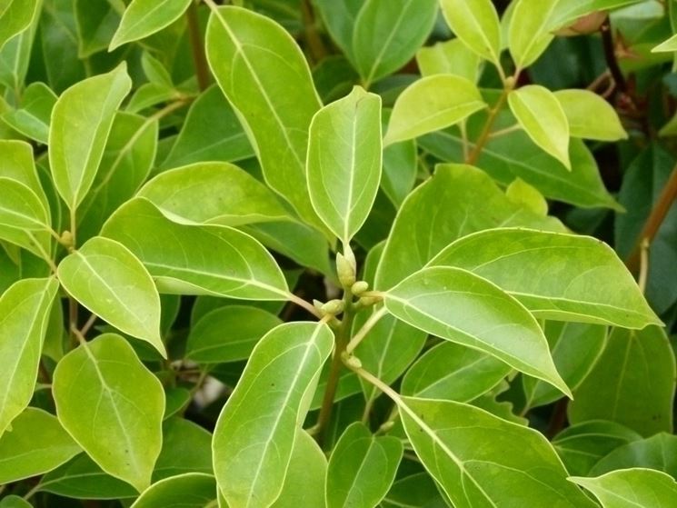 Canfora Domande e Risposte Giardino