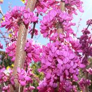 cercis