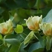 fiori di liriodendron