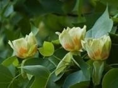 fiori di liriodendron