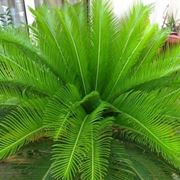 cycas