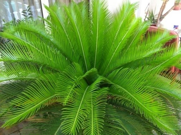 cycas