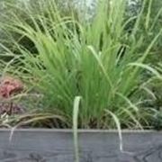 Citronella