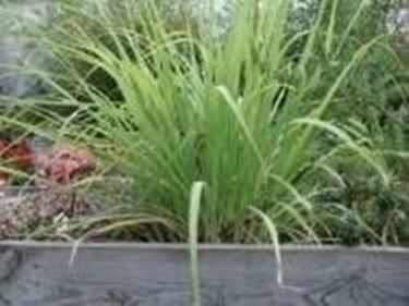 Citronella