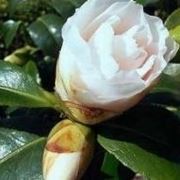 Camelia