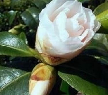 Camelia