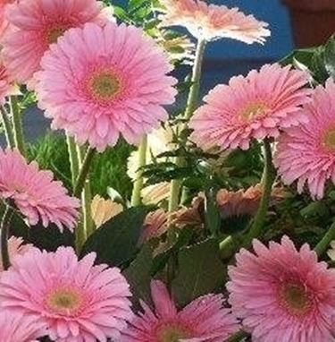 Gerbere rosa