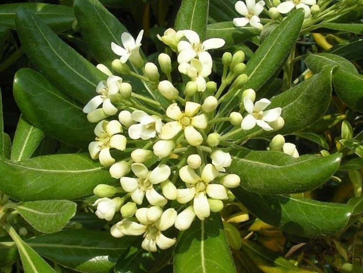 Come infoltire pitosforo Domande e Risposte Giardino