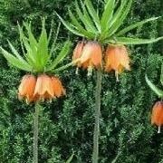 Fritillaria imperialis