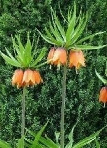 Fritillaria imperialis