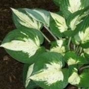 hosta