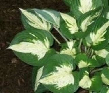 hosta