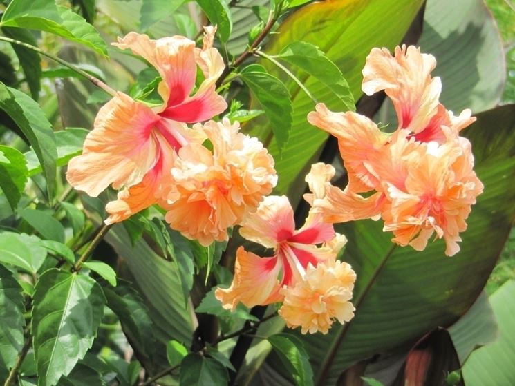 ibisco rosa sinensis tropicale