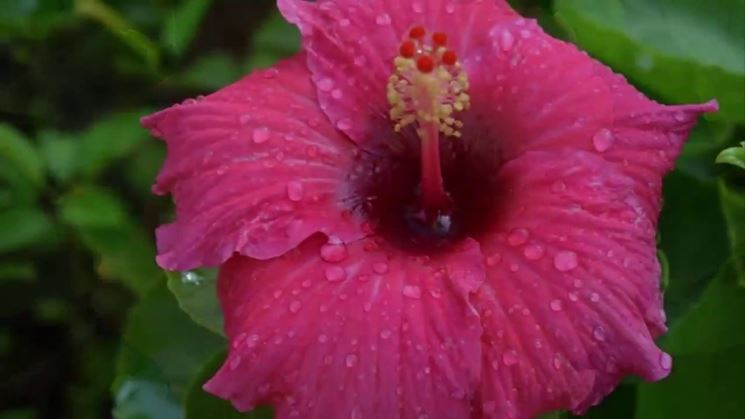 fiore di ibisco rosa sinensis