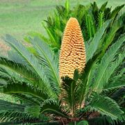 Cycas fiore femminile