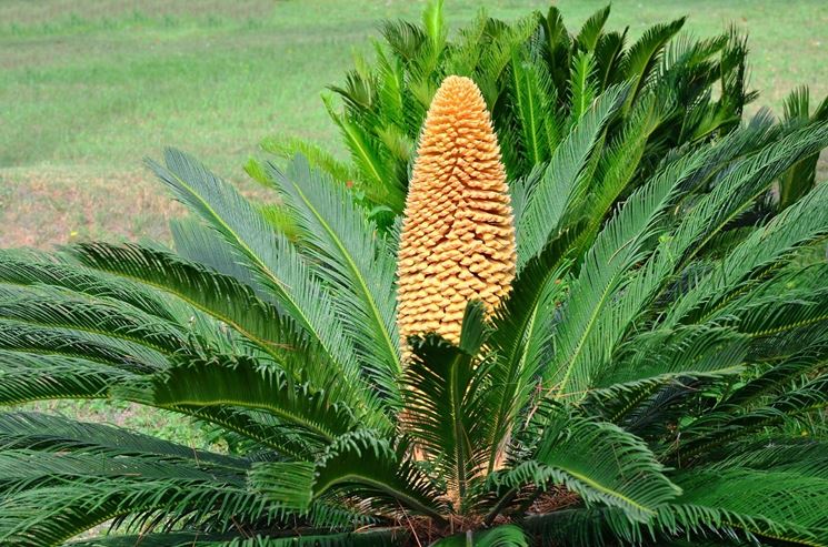 Cycas fiore femminile