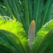 cycas maschio