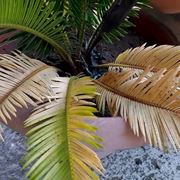 cycas foglie gialle