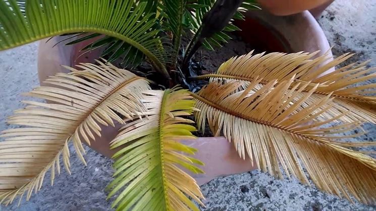 Cycas