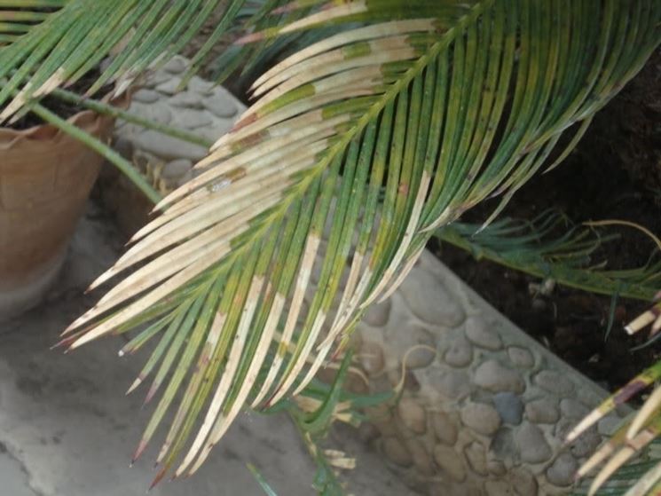 cycas